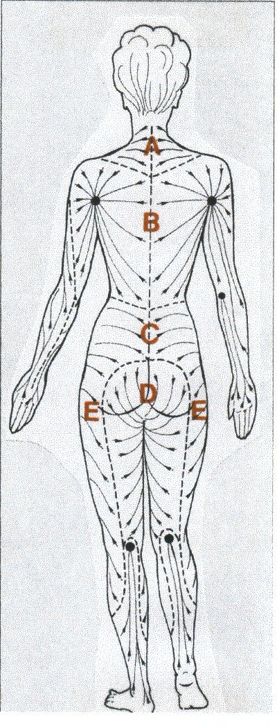 Direction of posterior lymphatic drainage. Note area C, D & E drain to the front of the body